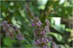 Pogostemon benghalensis